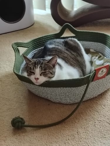 Customer photo review of Instinct Basket | Meet the first research-backed natural territory for indoor cats