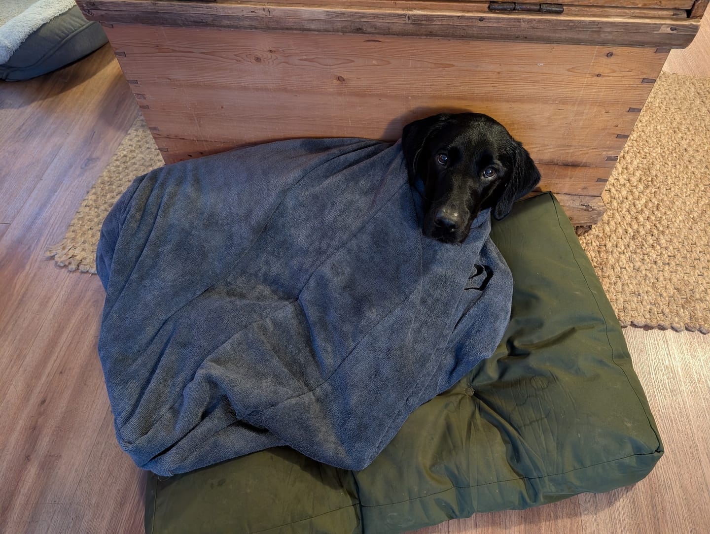 Customer photo review of Luxury Dog Drying Bag