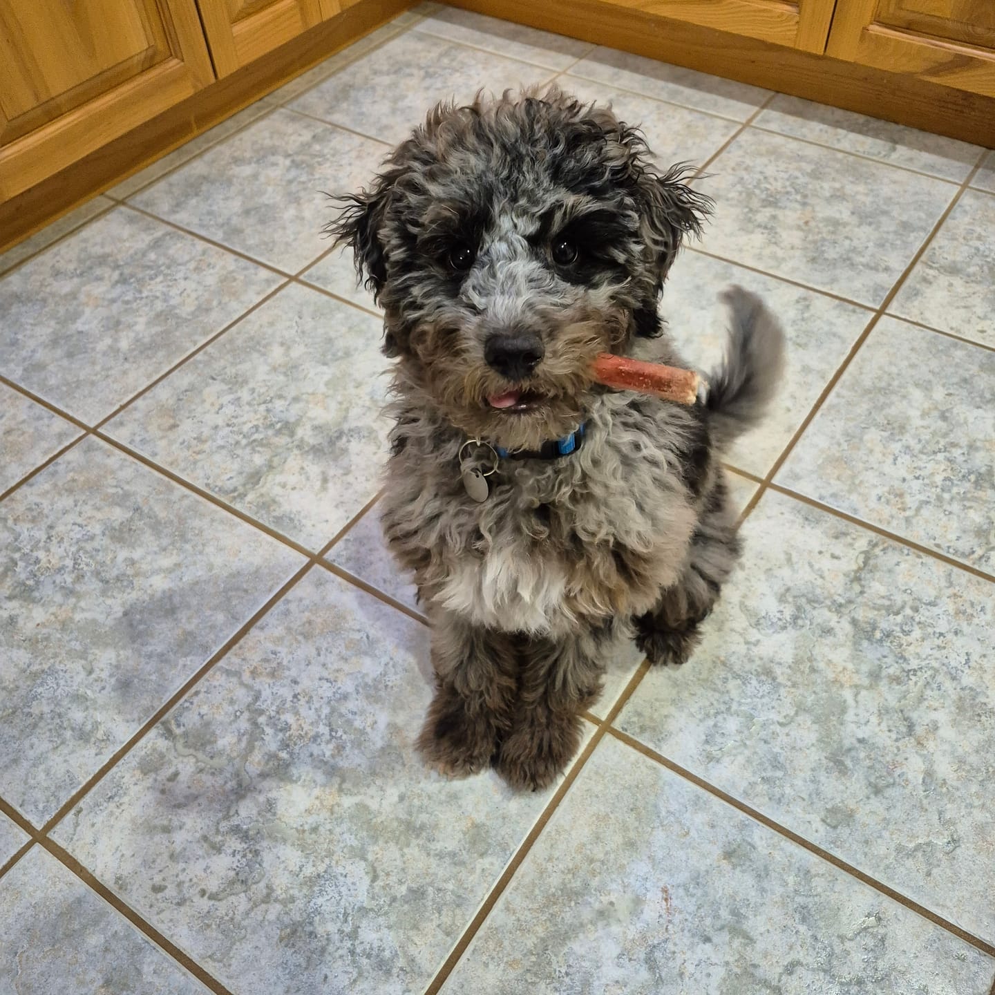 Customer photo review of 12 Inch Standard Bully Stick