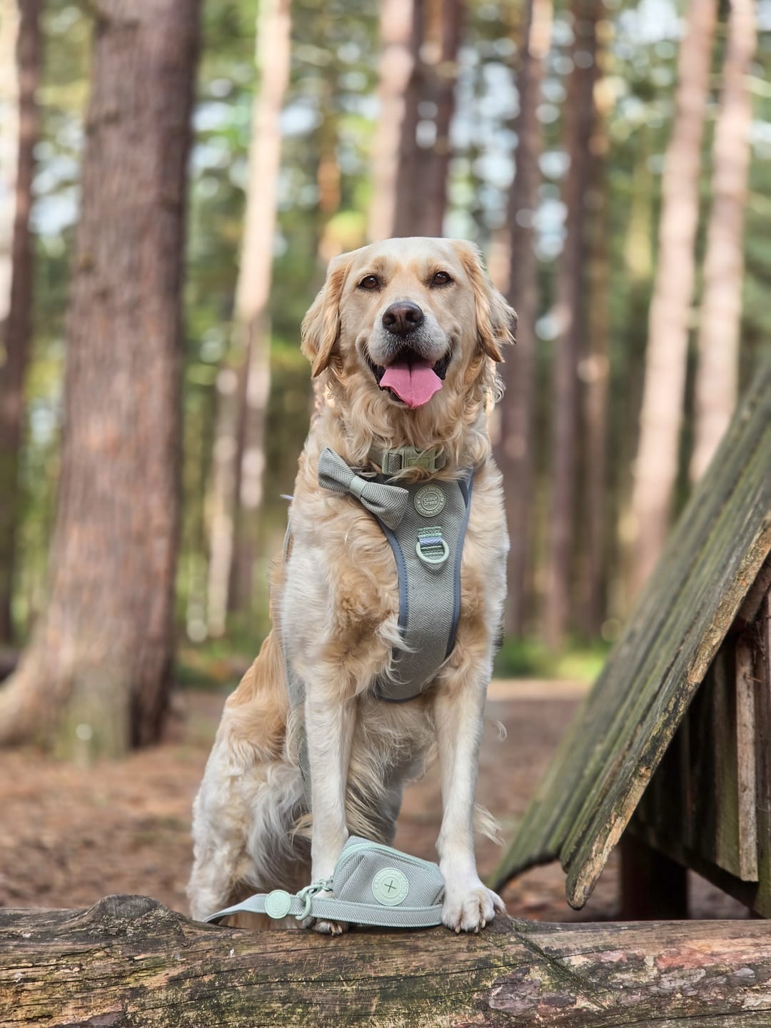 Customer photo review of Trail & Glow - Dog Harness Bundle Set - Colour Drops - Sage Tweed