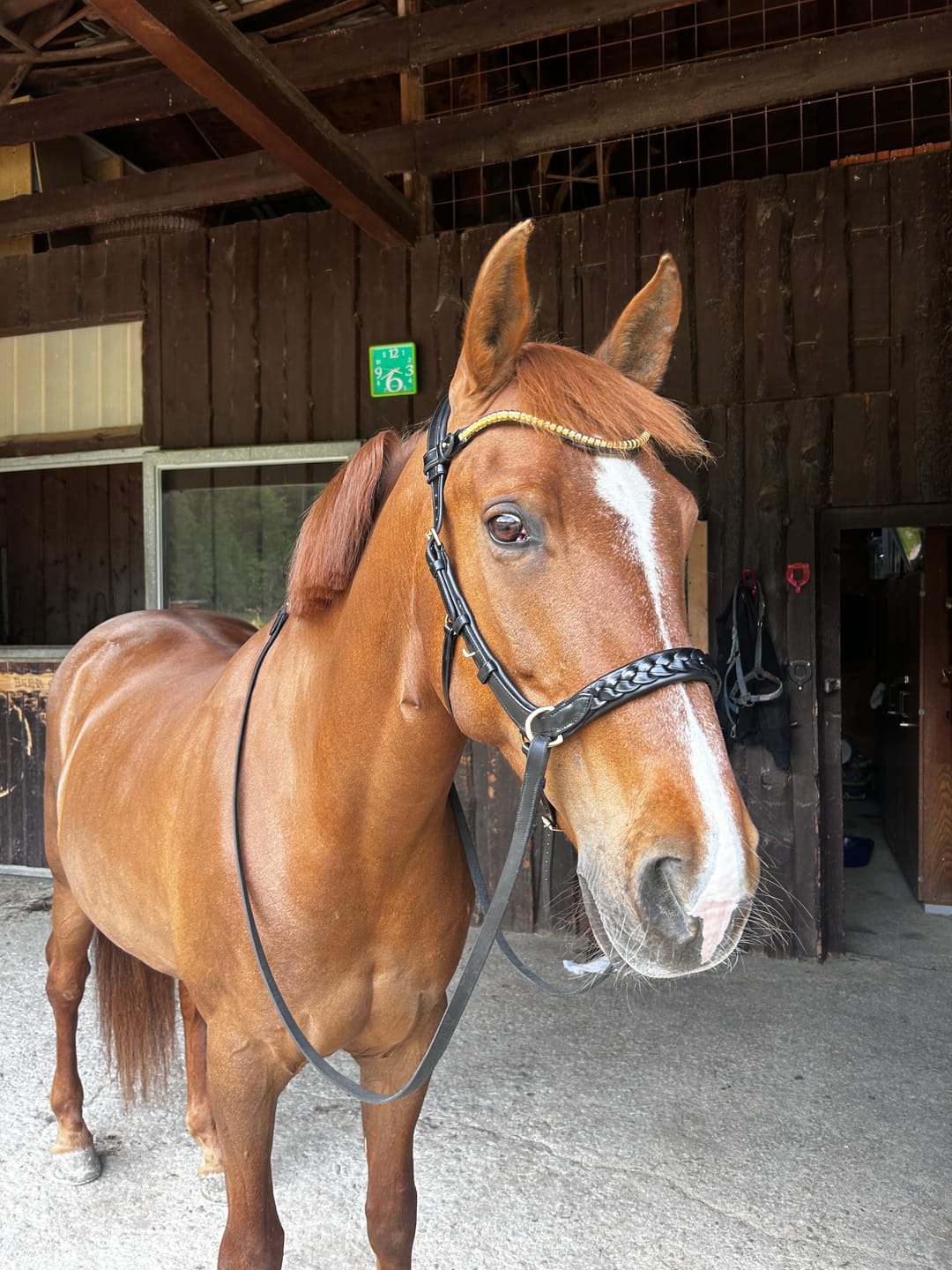 Customer photo review of Slim Klinker browband