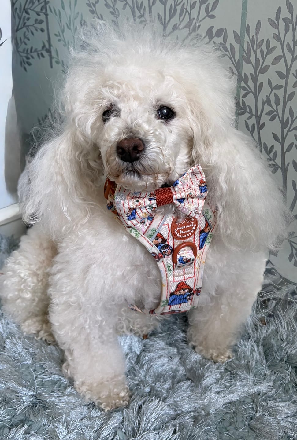 Customer photo review of Paddington™ Tough Trails™ Harness - Peckish Paddington