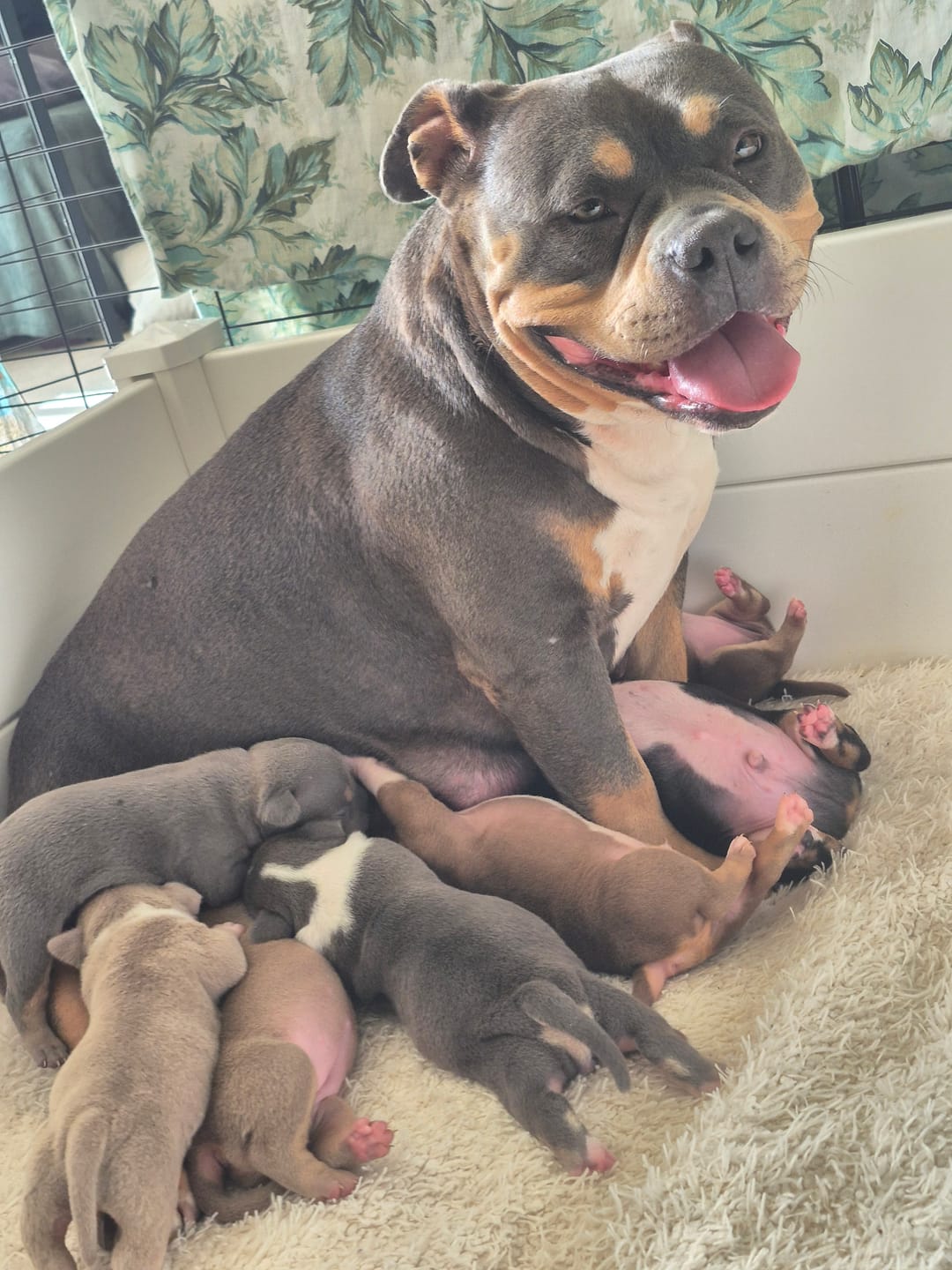 Customer photo review of PVC Modular Whelping Box Set