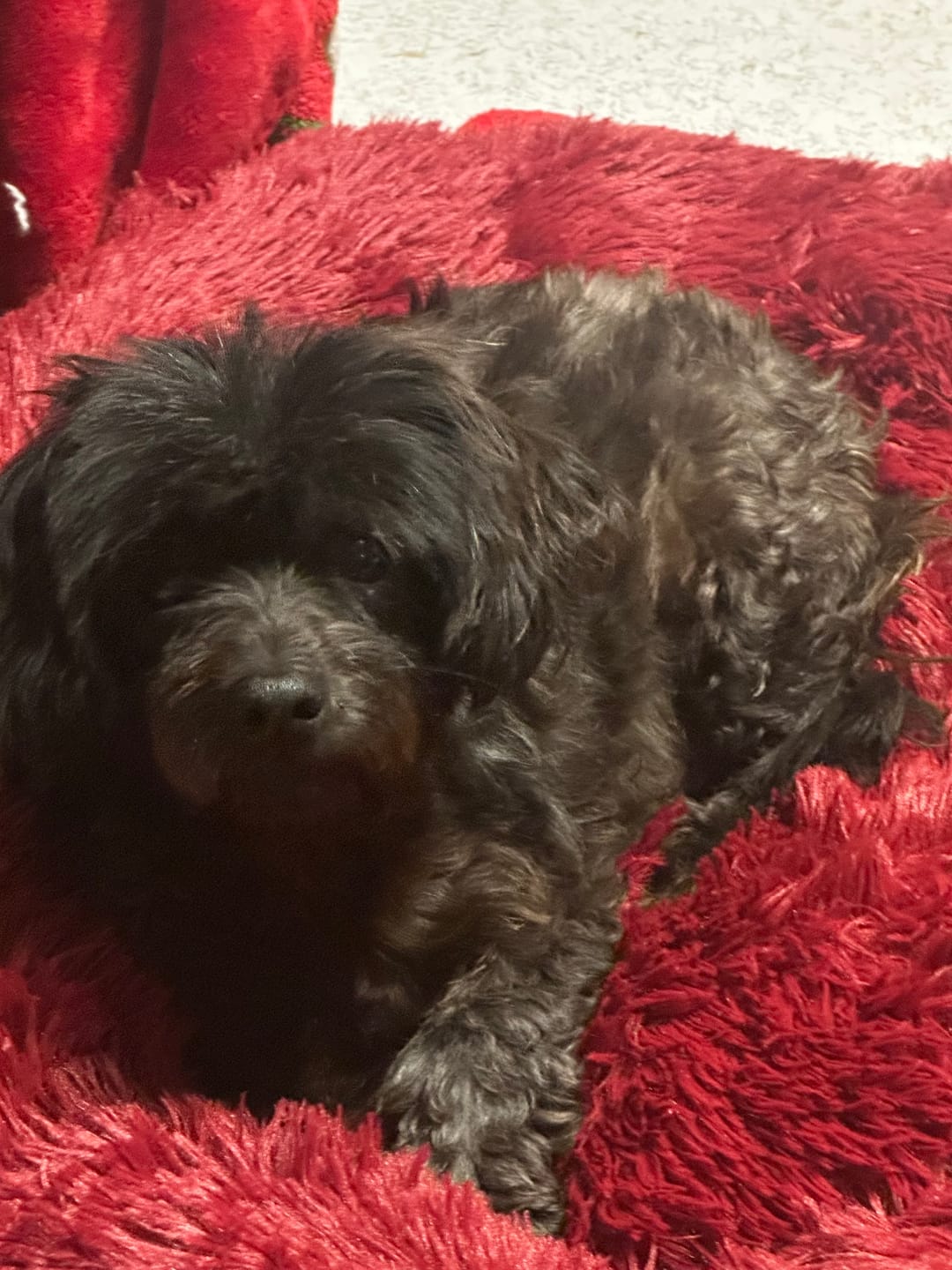 Customer photo review of The Original Fluffy Bean® Pet Bed