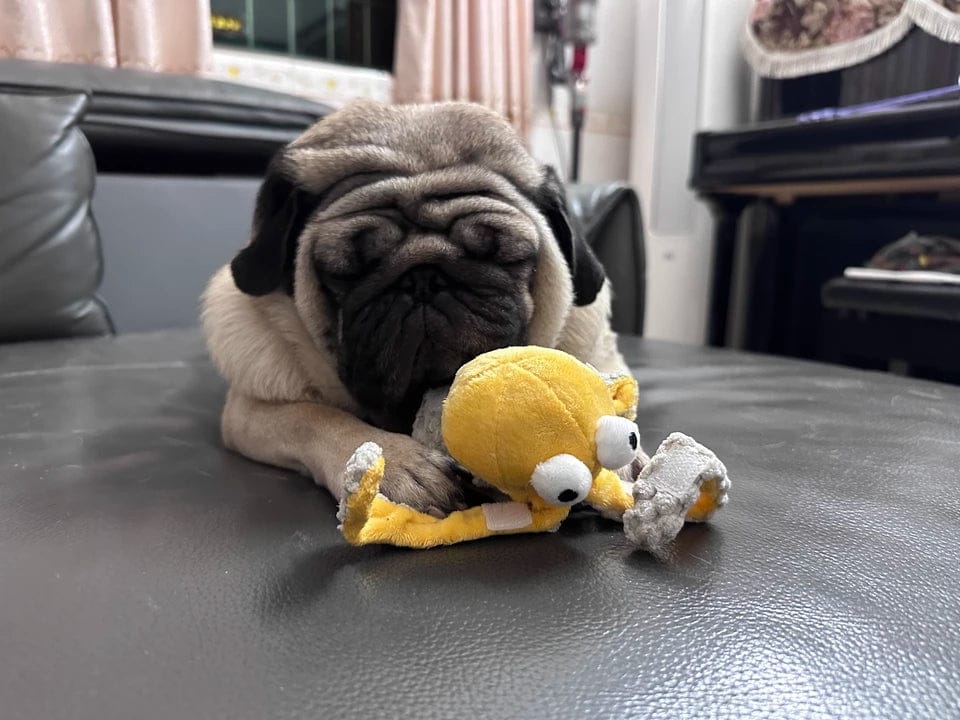 Customer photo review of Ocean Snuffle & Squeaky Plush Enrichment Toy – Available as Single or Set