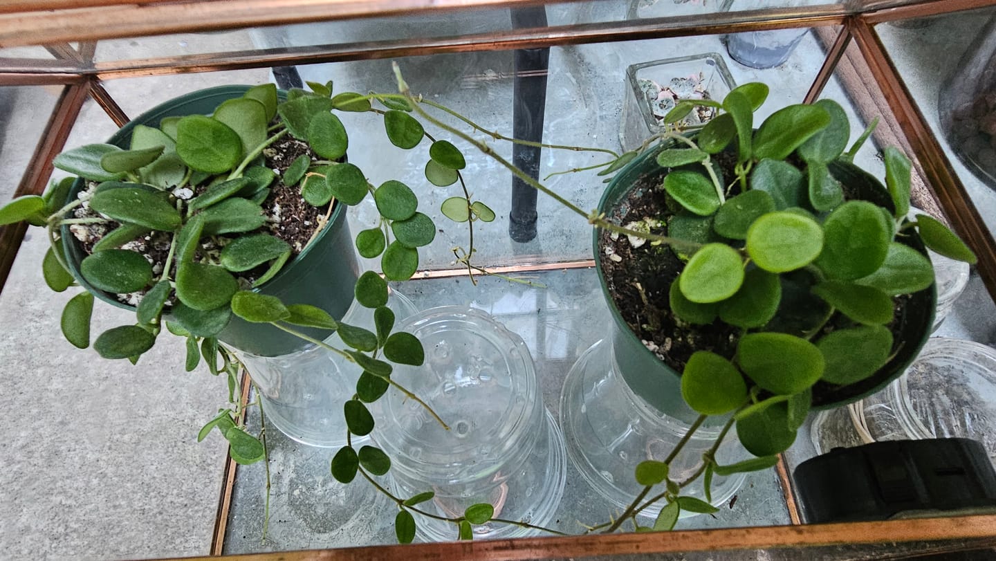 Customer photo review of Hoya serpens