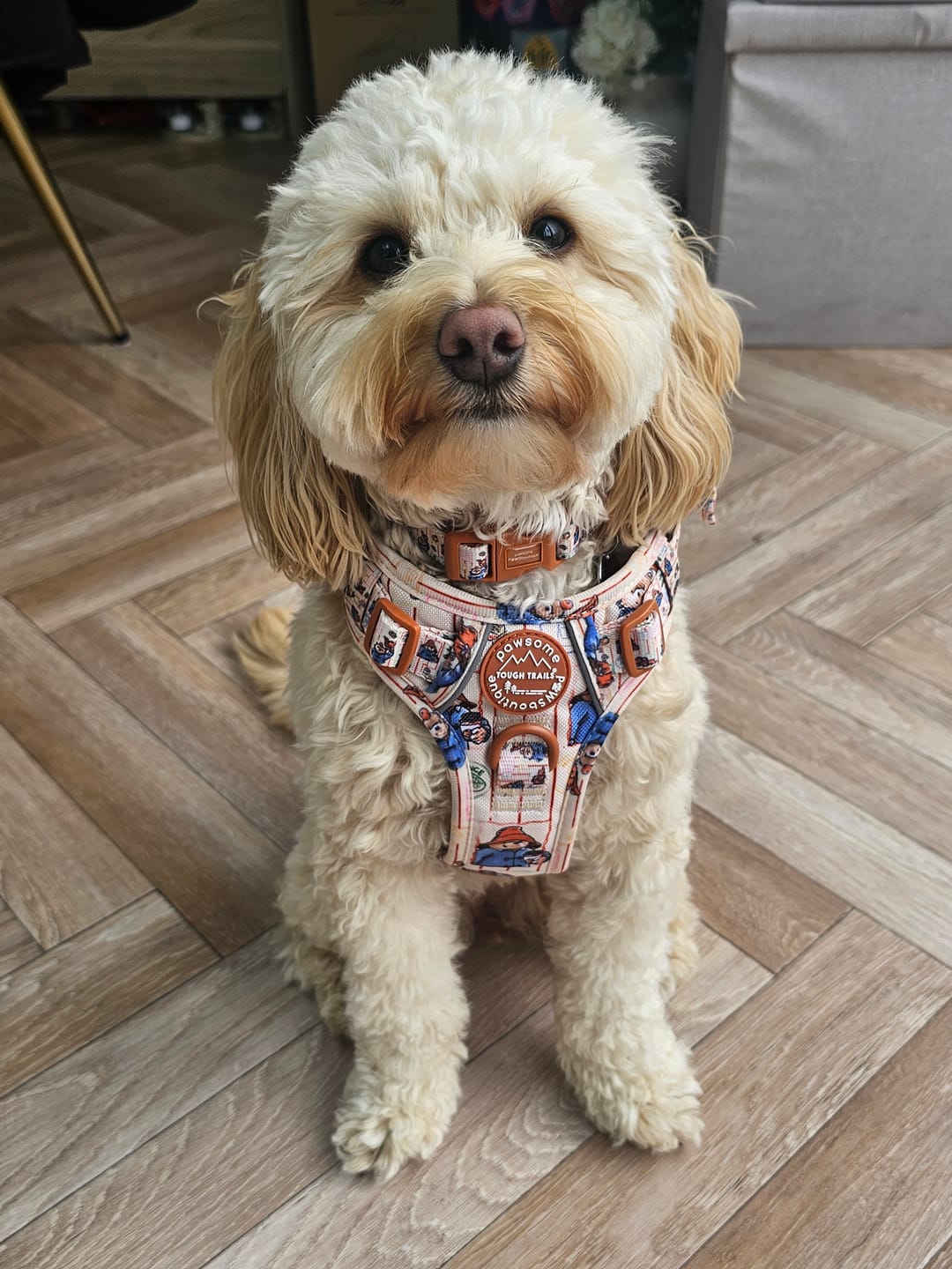 Customer photo review of Paddington™ Tough Trails™ Harness - Peckish Paddington