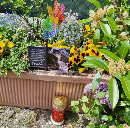 Customer photo review of Katzen Gedenktafel mit Foto & Spruch (UV- & Wetterfest)