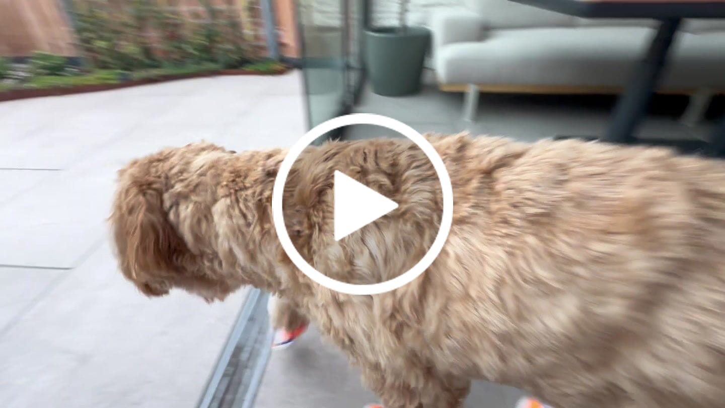 Customer video review of Hot Pavement Pawtector Dog Shoes - Orange Blue