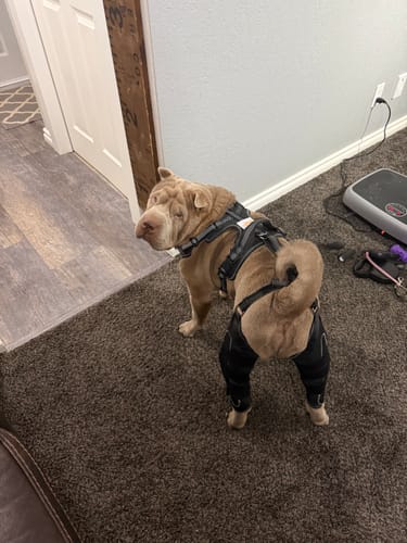 Customer photo review of Dual-Leg Hinged Knee Support Harness for Dogs