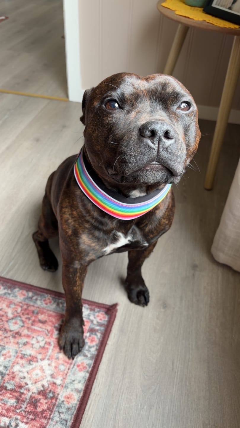 Customer photo review of Staffordshire Bull Terrier 1935® Martingale Collar - Rain Edition - Rainbow