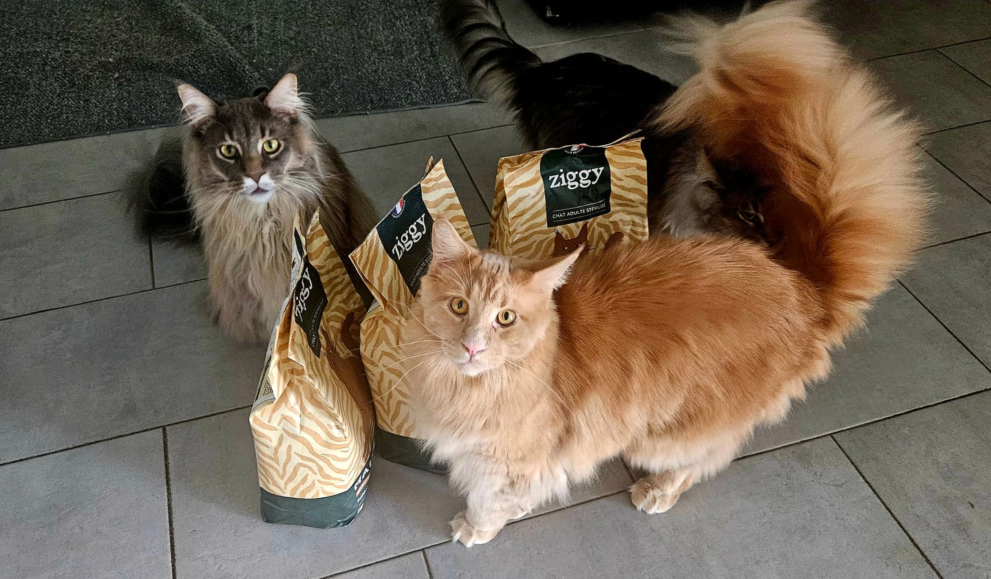 Customer photo review of Croquettes Maine Coon Stérilisé Sans Céréales - Poulet