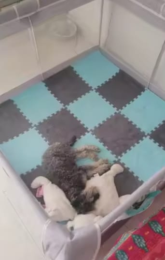 Customer photo review of Pet-Mat