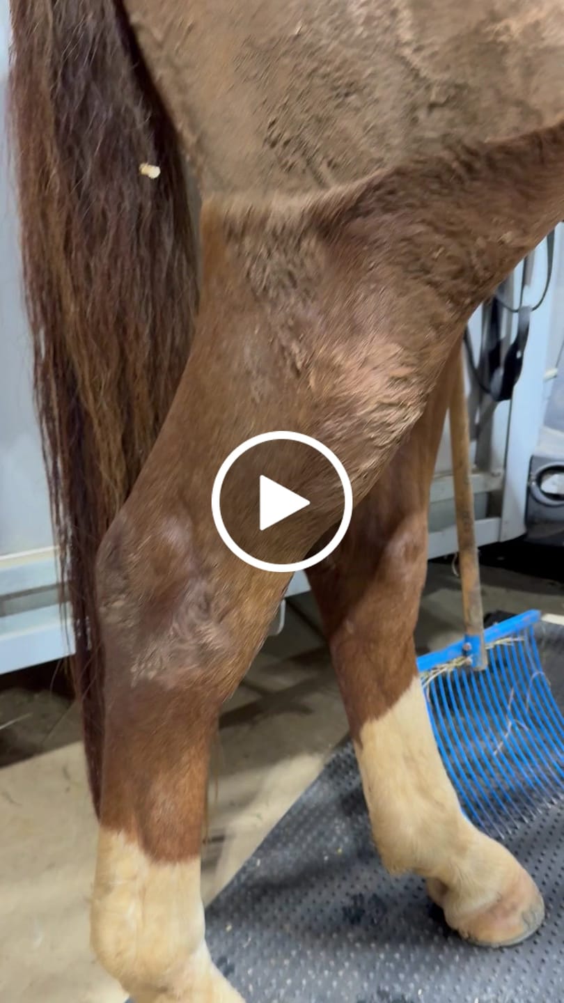 Customer video review of Tiger's Tongue Horse Groomer