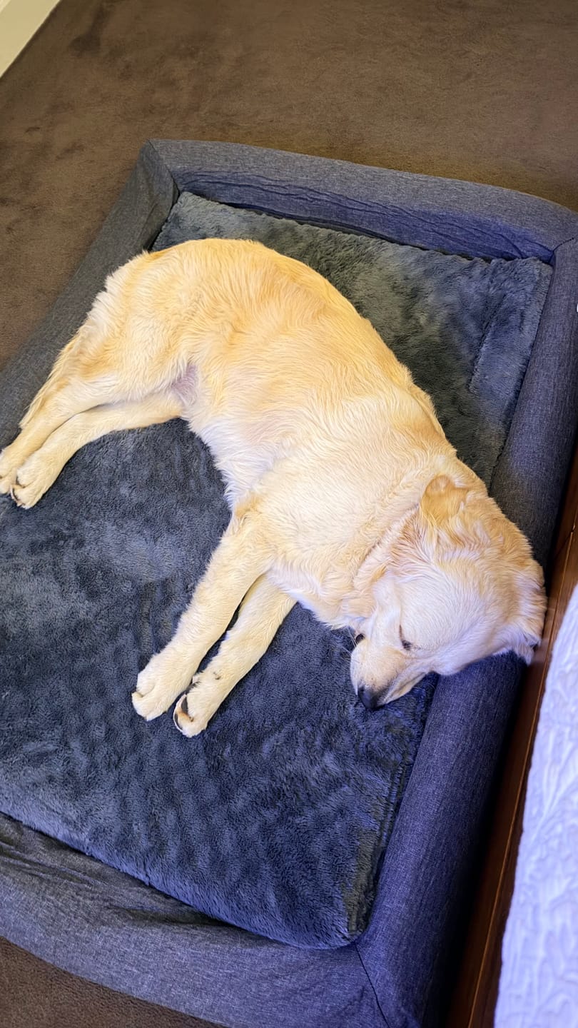 Customer photo review of Premium Memory Foam Calming Dog Bed