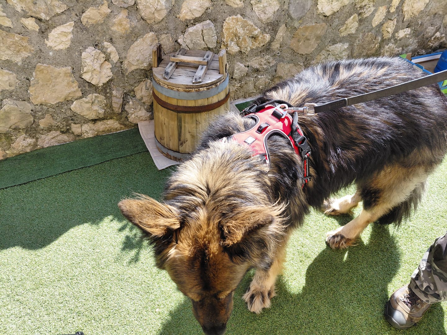 Customer photo review of Harnais anti-traction - reprenez le contrôle sans gêner votre chien