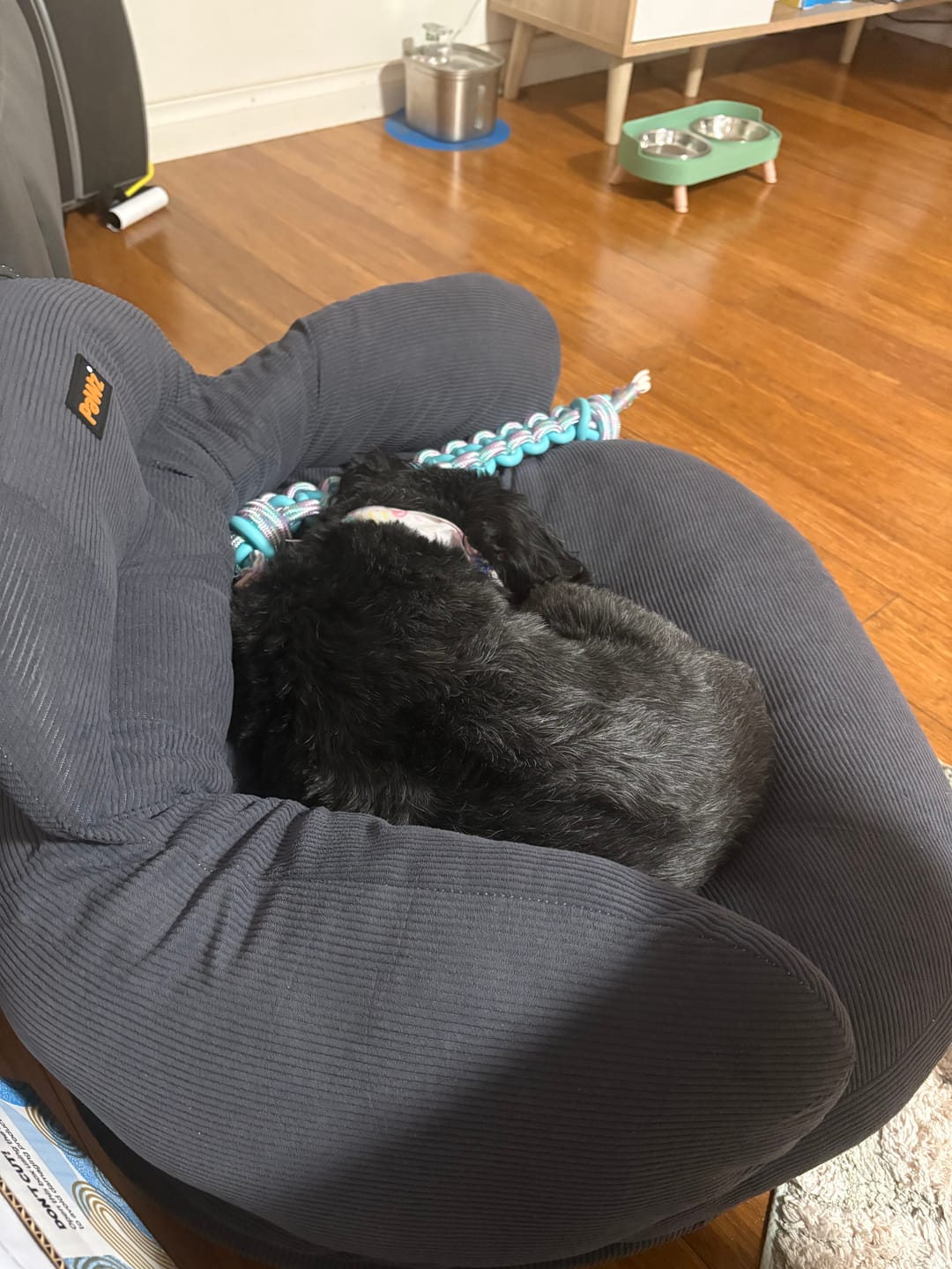 Customer photo review of CloudNest Elevated Pet Sofa Bed