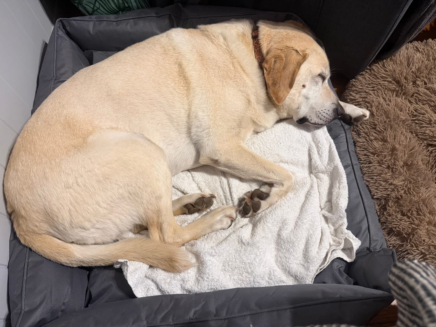 Customer photo review of Waterproof Dog Calming Sofa Bed – Orthopaedic, Washable
