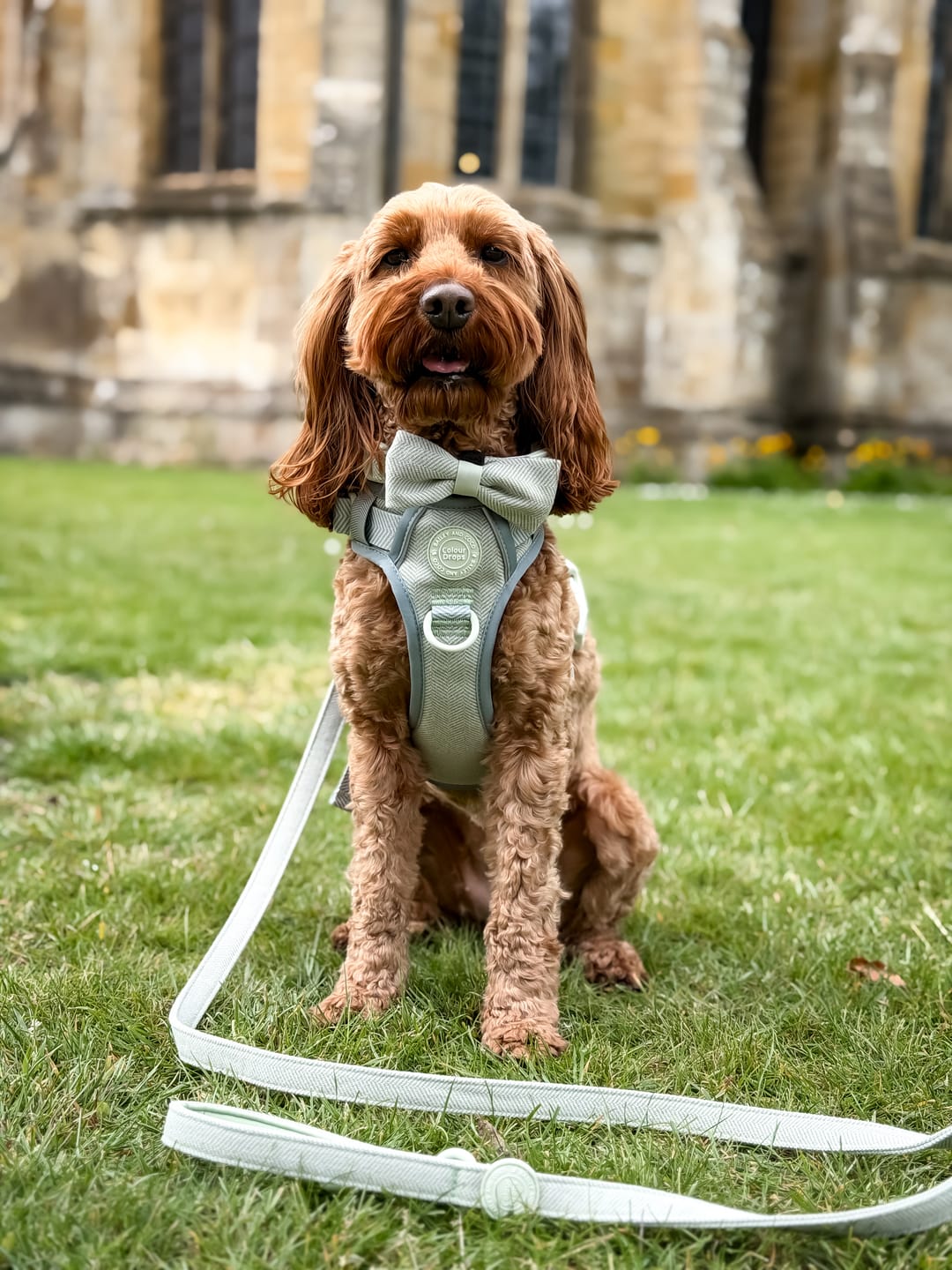 Customer photo review of Trail & Glow Tweed Dog Harness - Colour Drops - Sage Tweed