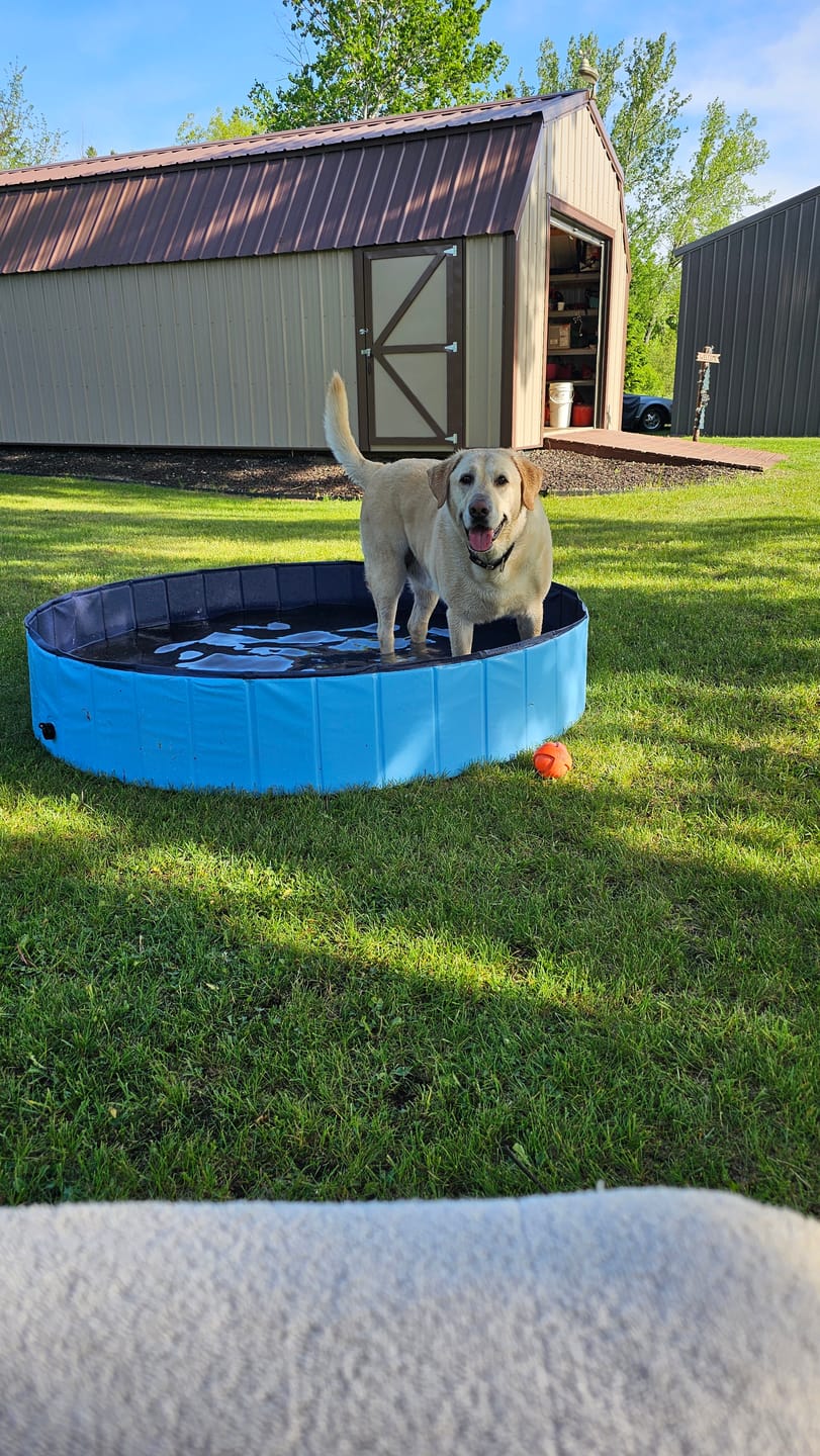 Customer photo review of NEW Pop-Up Foldable Outdoor Dog Bath & Swimming Pool With Side Drain (Aqua Blue)