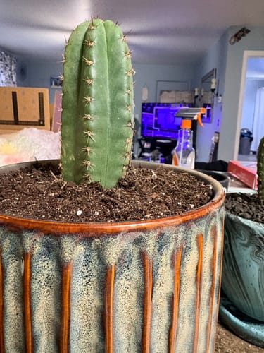 Customer photo review of Trichocereus Pachanoi | Non-PC San Pedro Cactus