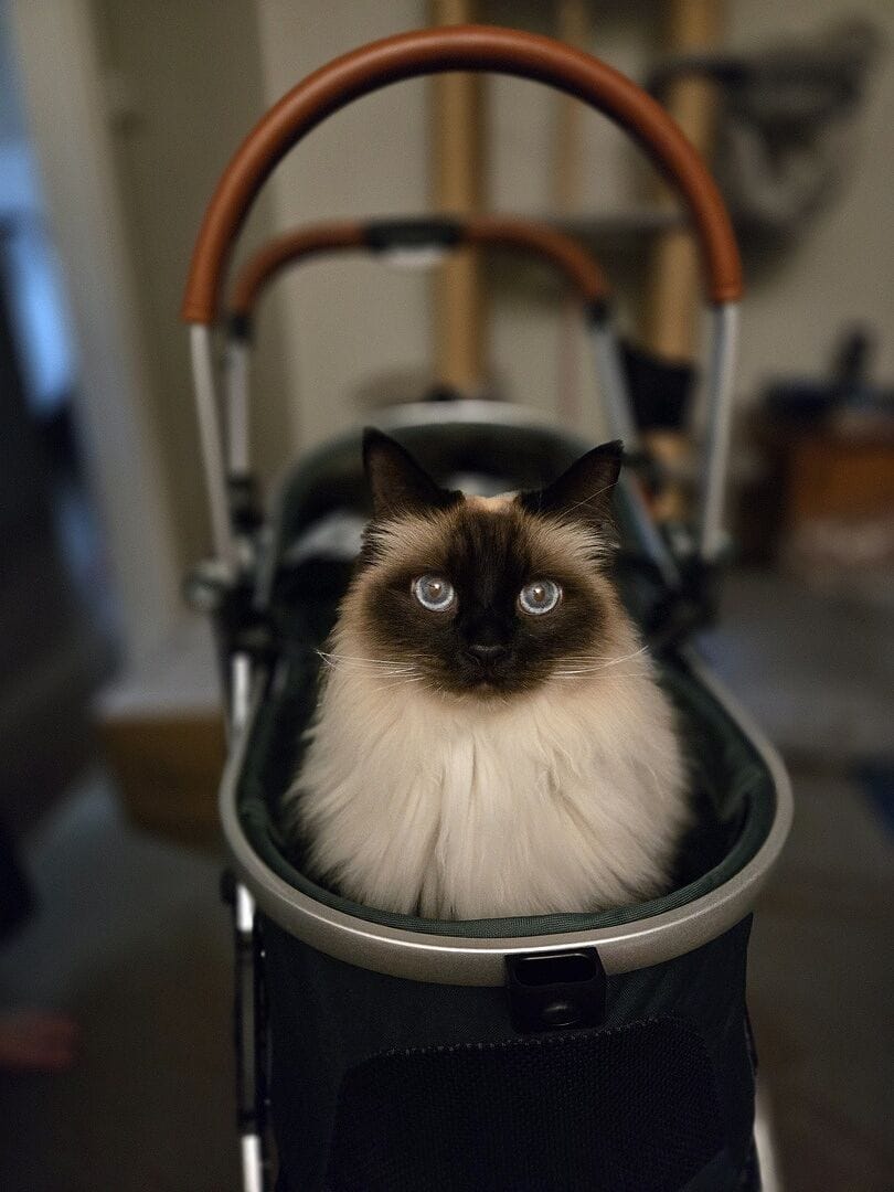 Customer photo review of Fur King Lux Dog Pram