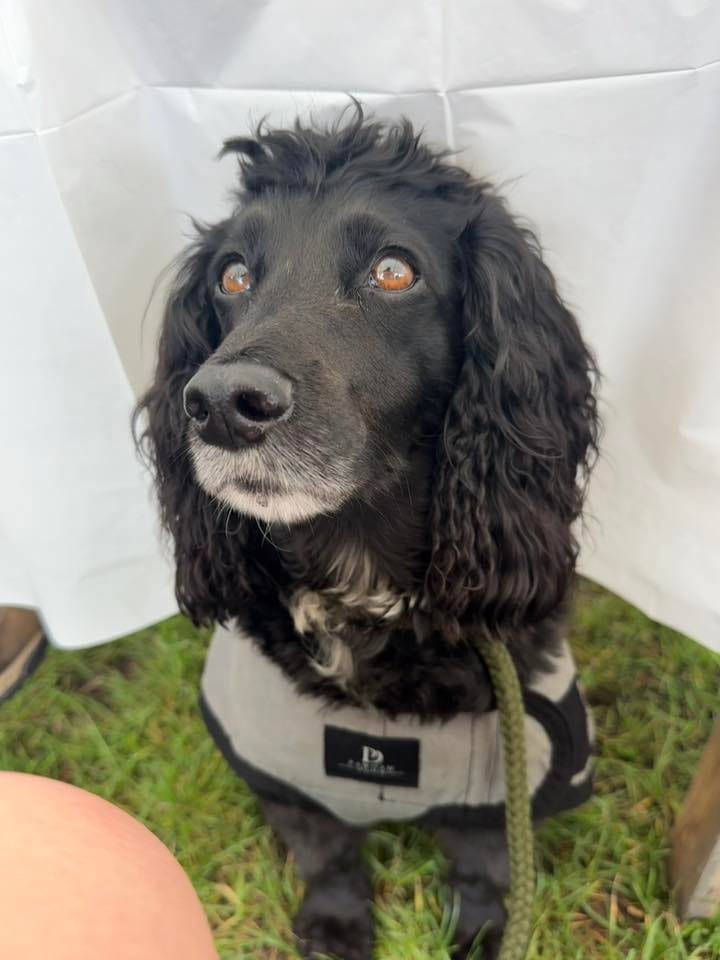 Customer photo review of Luxury Dog Cooling Coat