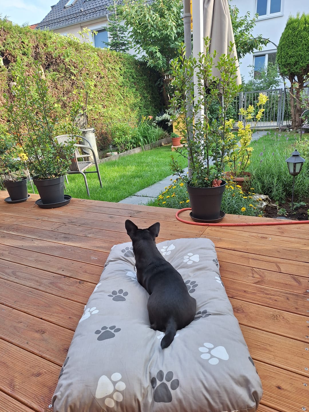Customer photo review of SilentPaw Pro™ | Ultraschall Anti-Bell-Trainer für Hunde – Sanft & Effektiv