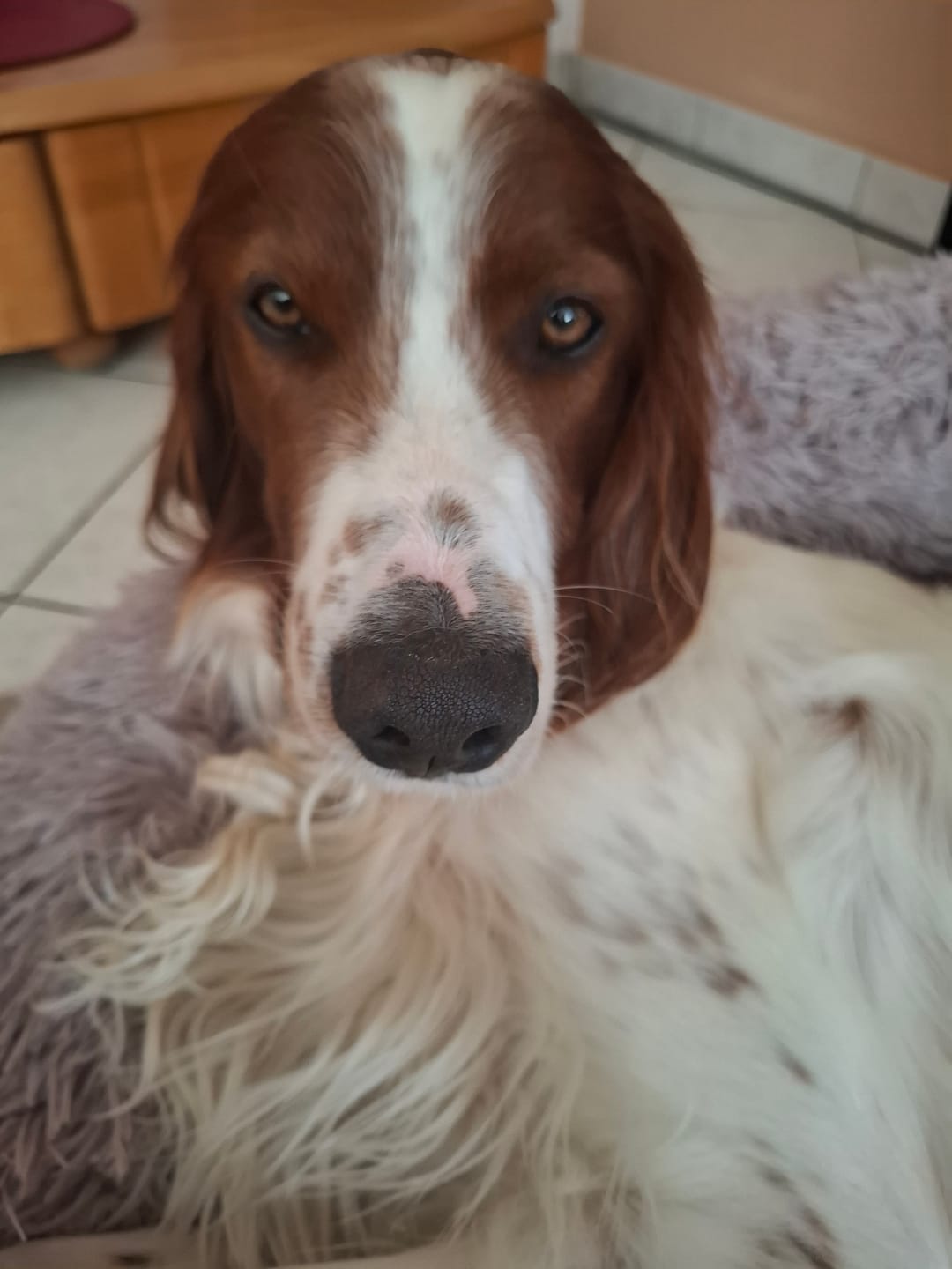 Customer photo review of Puppery Hundebett Wolke 7 - Das Original