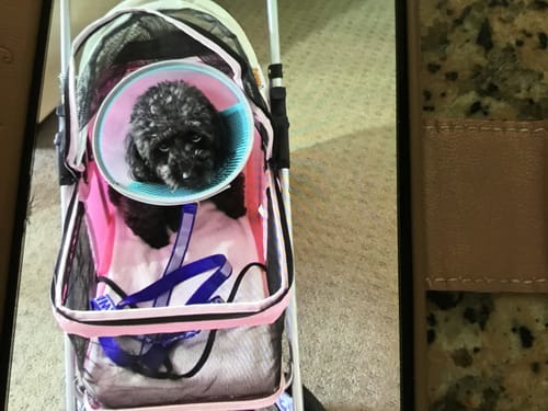 Close-up: The reviewer's small black dog wearing a recovery cone while sitting inside the pink pet stroller.