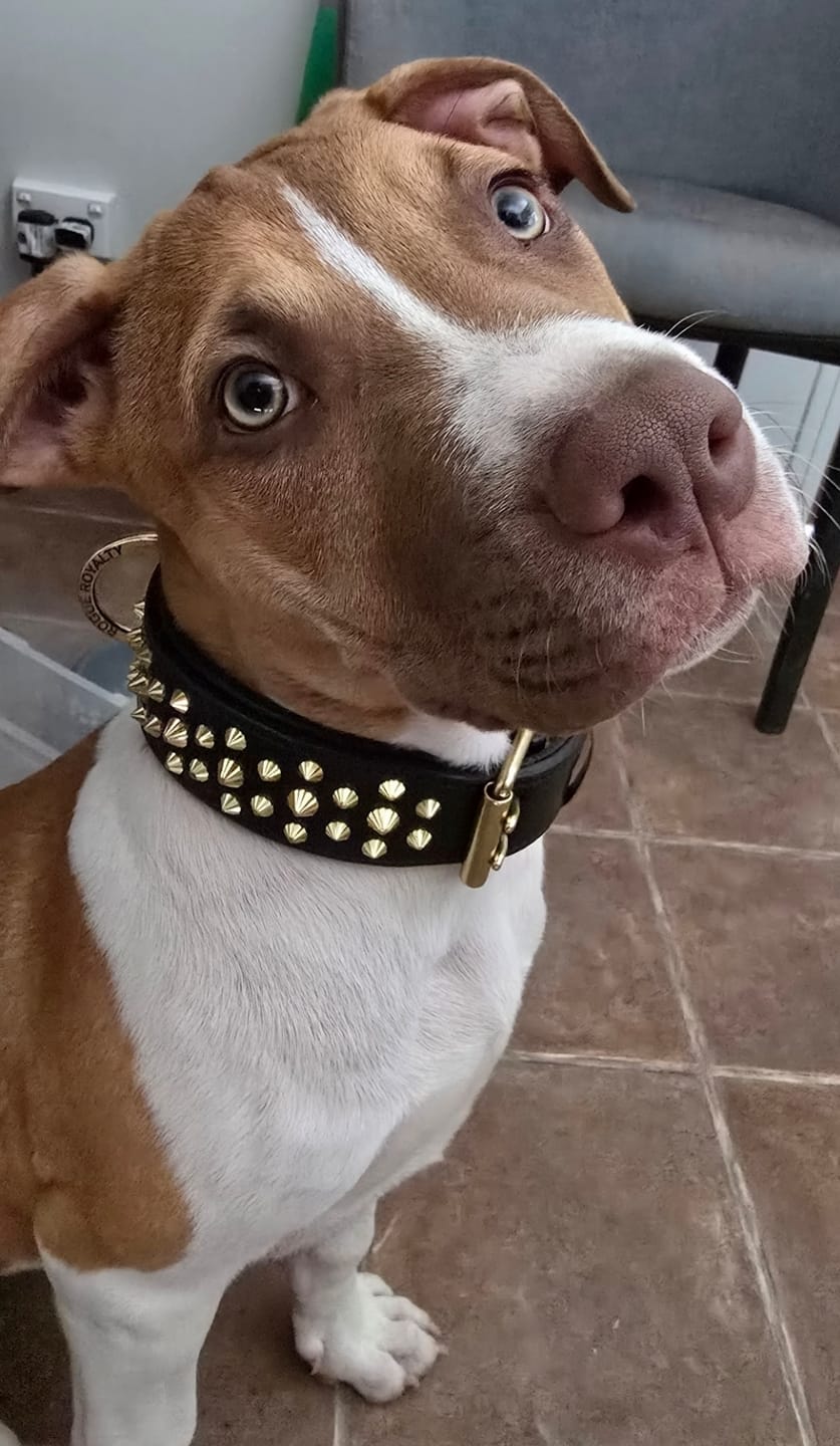 Customer photo review of Hand Made Leather Dog Collar - Ruthless Black & Brass (Wide Fit)