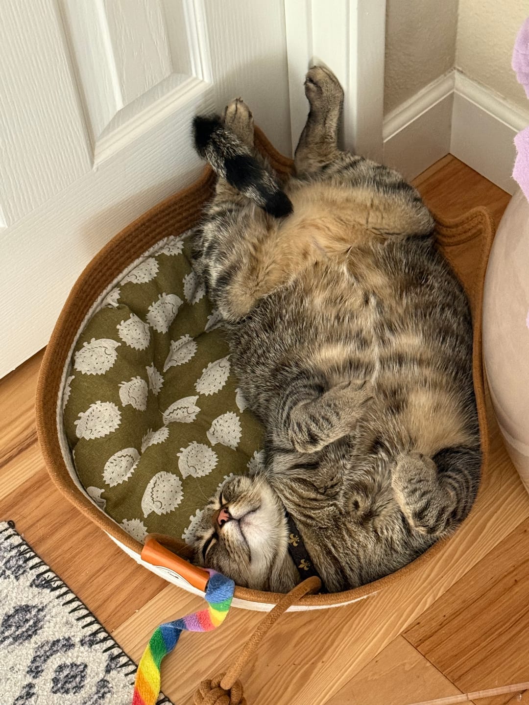 Customer photo review of Instinct Mat | The Scratching Mat Her Biology Actually Recognizes (NEW)