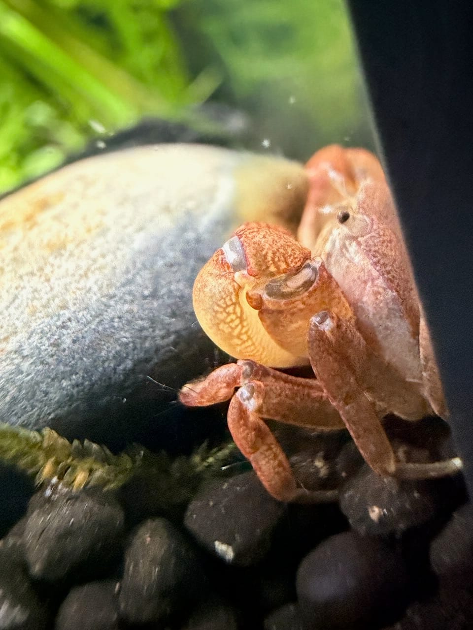 Customer photo review of Freshwater Pom Pom Crab (Ptychognathus barbatus)