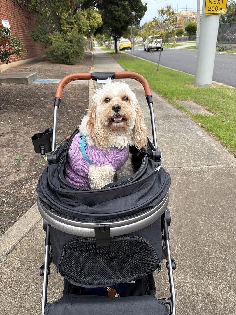 Customer photo review of Fur King Royal - 20kg Pet Stroller