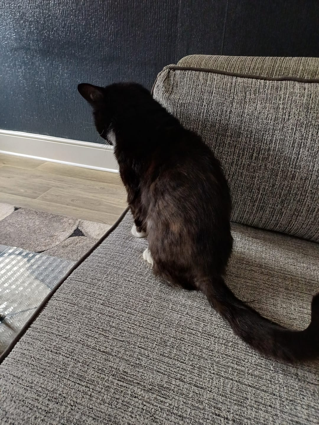 Customer photo review of Cat Gel