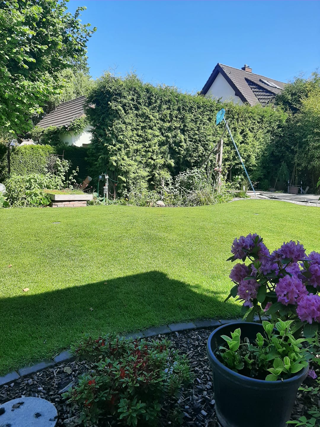Customer photo review of RASENBLITZ™ - FRÜHJAHRSDÜNGER