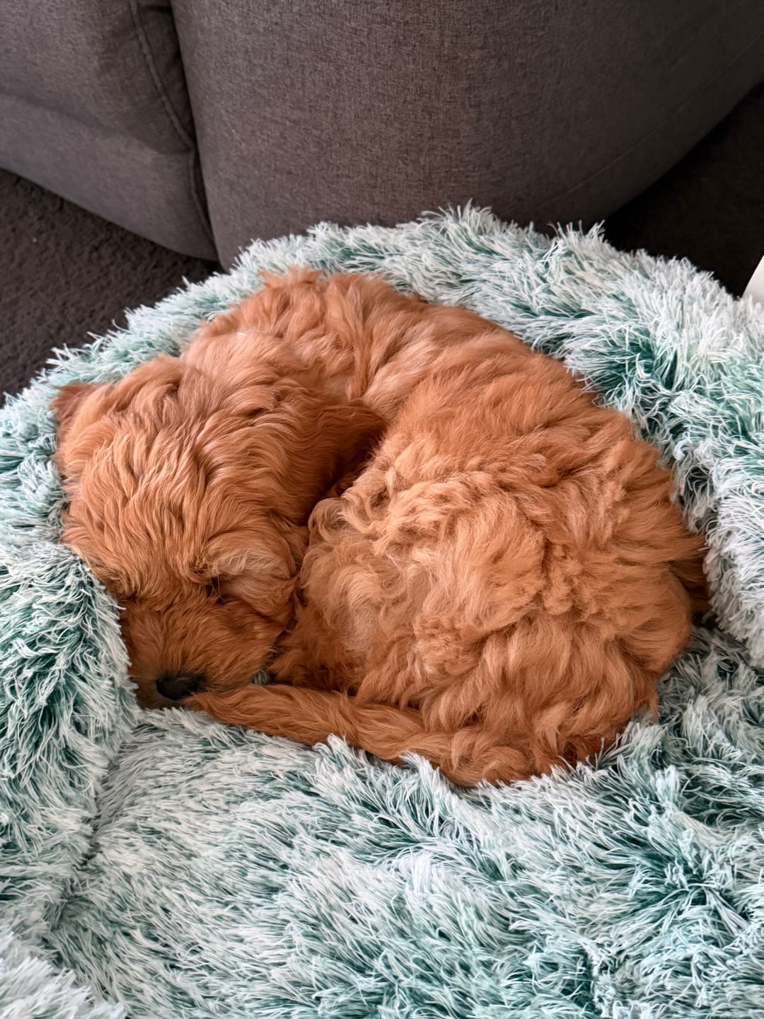 Customer photo review of Cover For PaWz Calming Pet Bed