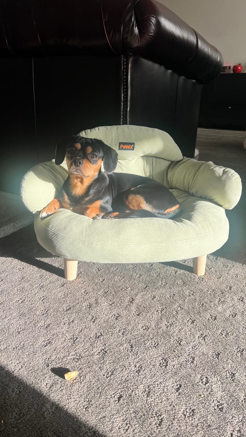 Customer photo review of CloudNest Elevated Pet Sofa Bed