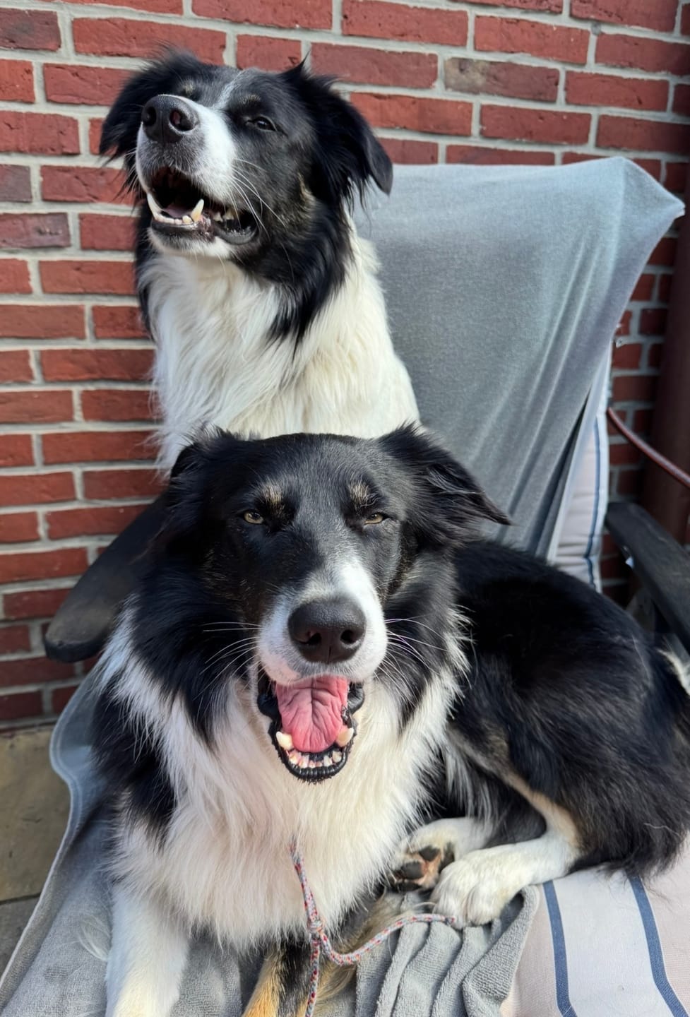 Customer photo review of Gelenkmix Sensitiv & vegan für Hunde und Katzen mit Teufelskralle, Kurkuma & Glucosamin