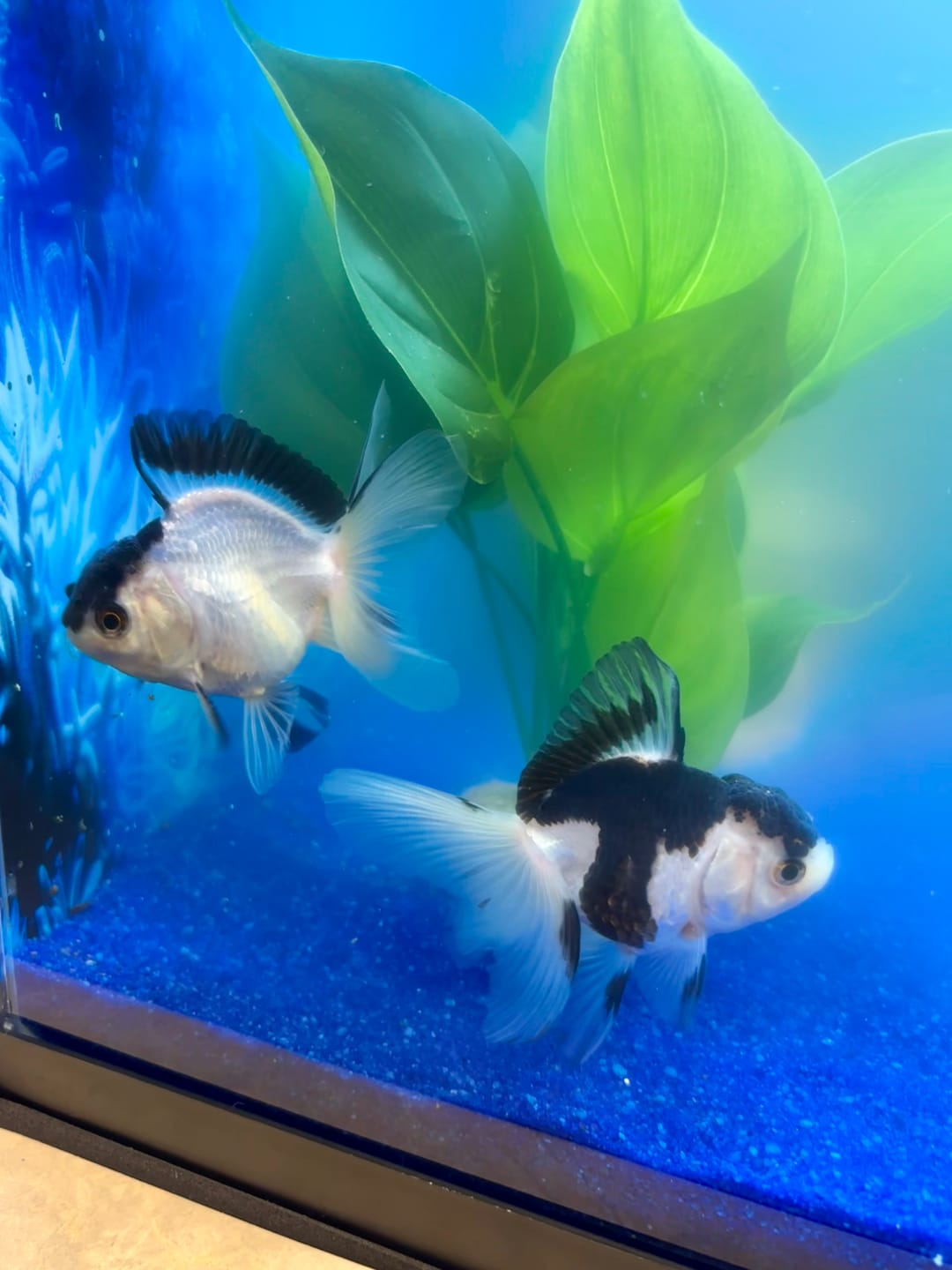Customer photo review of Live Premium Fancy Goldfish Thai Oranda 2"-4" Body Panda (Our Choice)