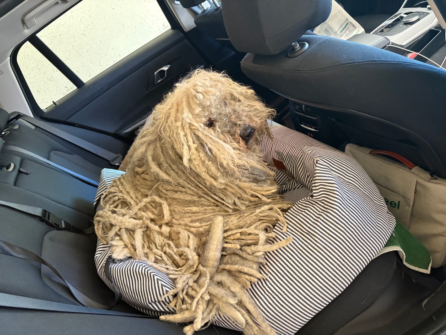Customer photo review of Premium Hunde Autositz inkl. Sicherheitsgurt
