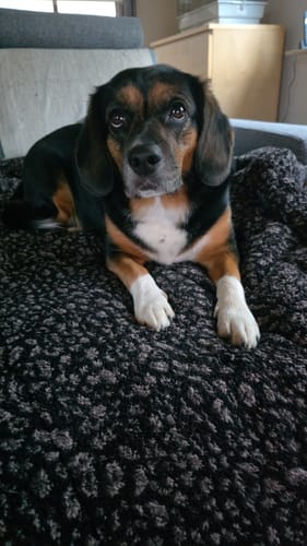 Ein Kunde zeigt seinen Hund, der in einer Bewertung für Relax Time ruhig auf einer Decke liegt.