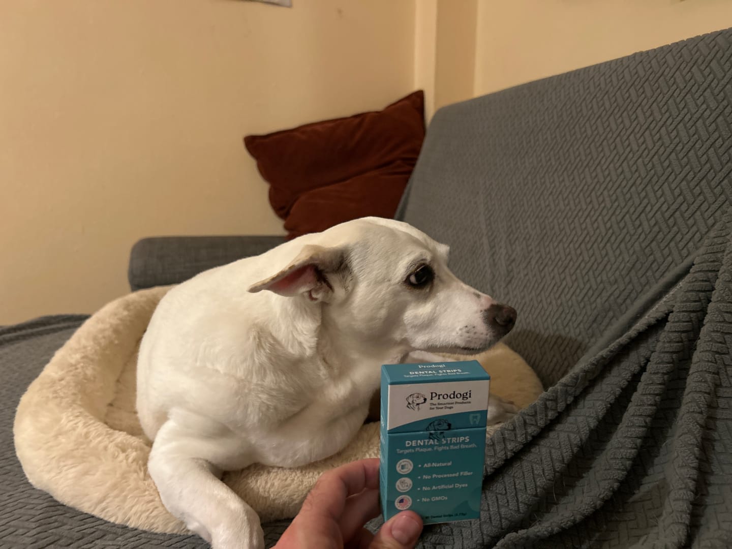 Customer photo review of DENTAL STRIPS