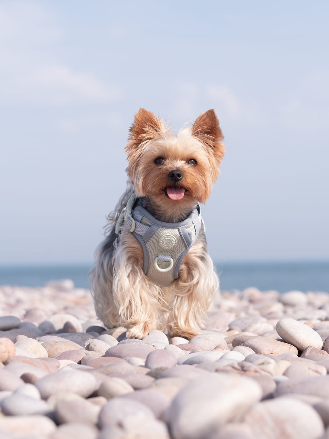 Customer photo review of Trail & Glow Tweed Dog Harness - Colour Drops - Sage Tweed