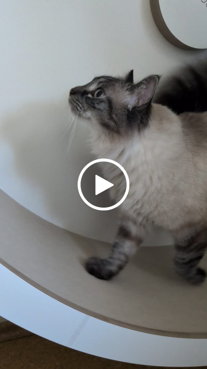Customer video review of Elmato Katzenlaufrad Rocky Wandlaufrad
