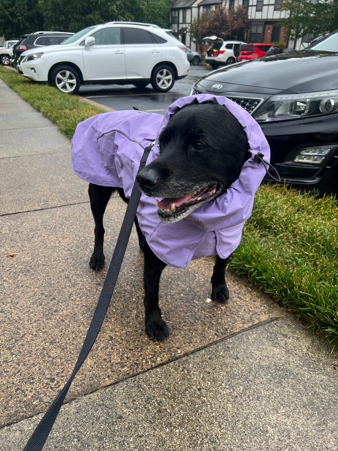Customer photo review of Breatheshield™ Dog Raincoats