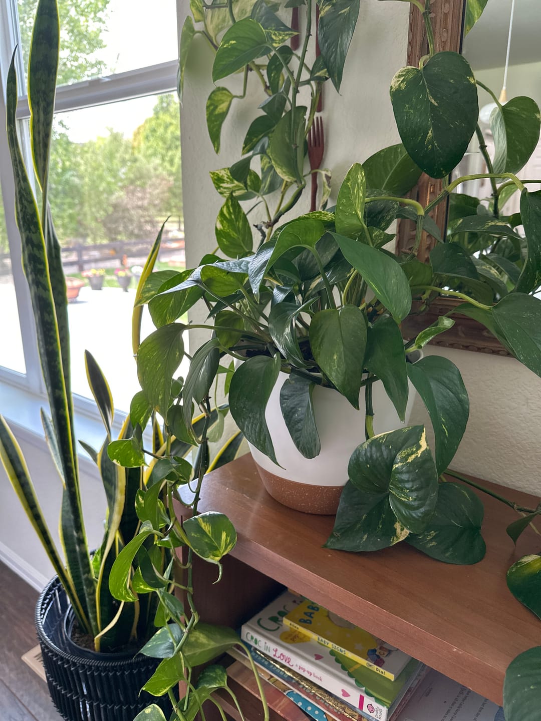 Customer photo review of Plant Food