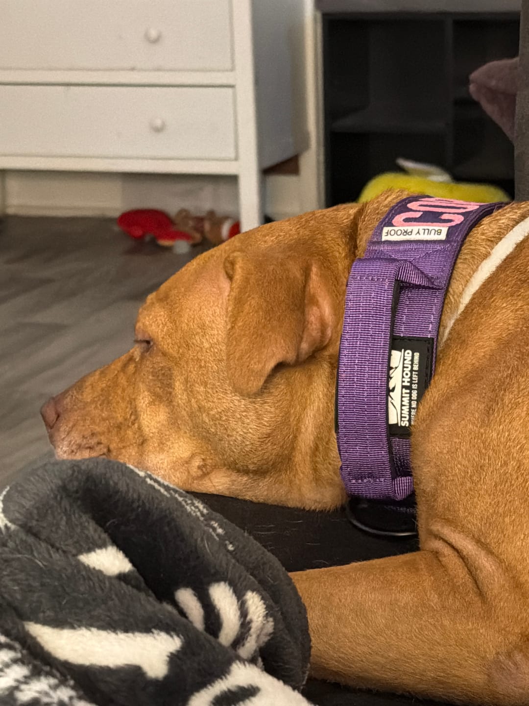 Customer photo review of Purple Bully Proof Collar