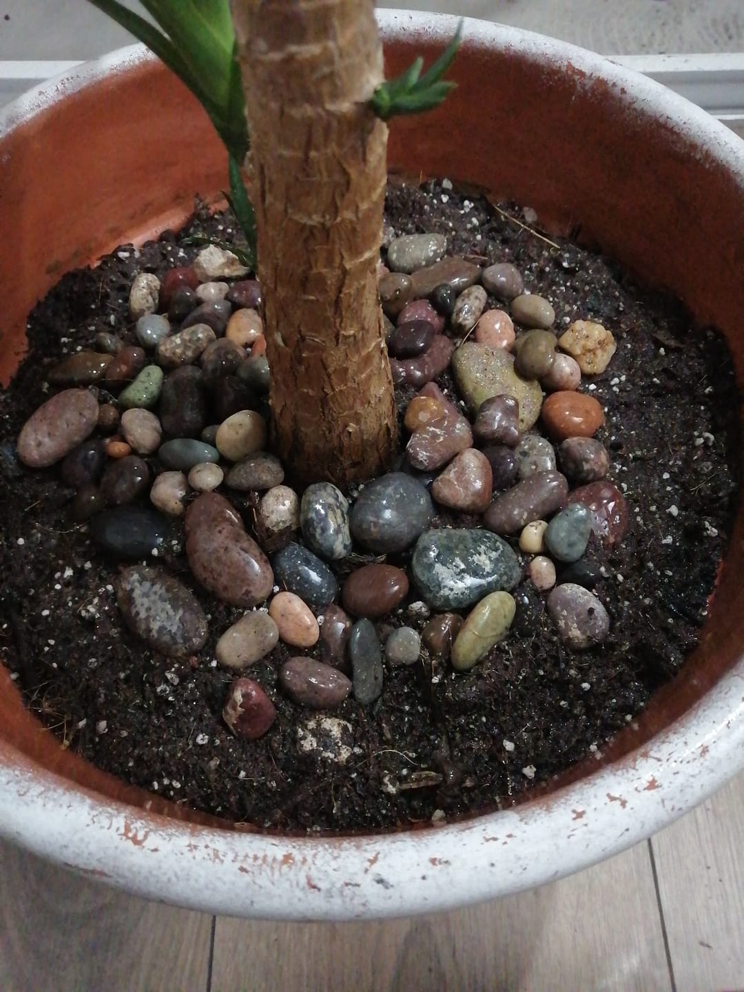 Customer photo review of Piedra Pómez para Jardinería – Formatos 5 Litros (Fina y Gruesa)
