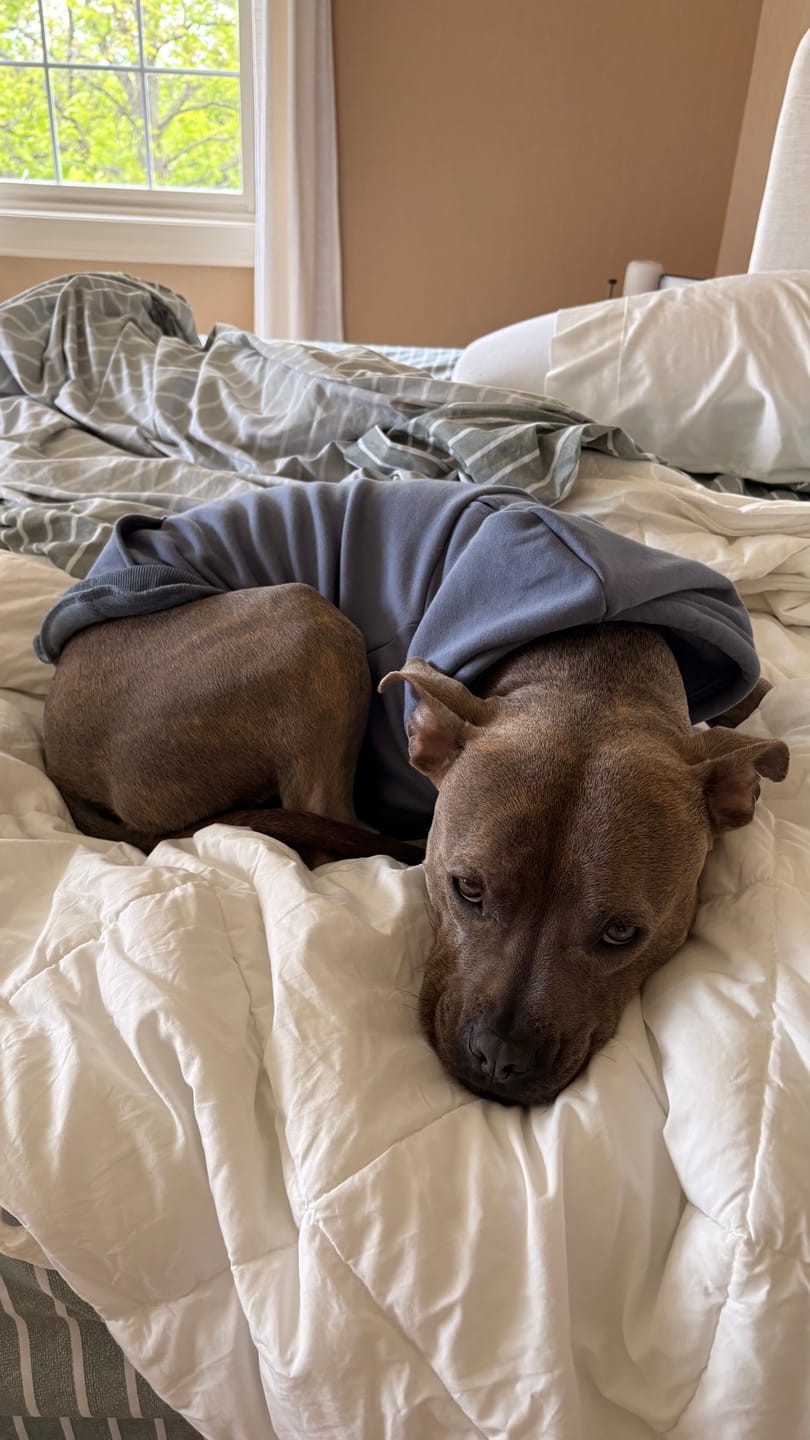 Customer photo review of Essential Dog Hoodie - Slate Blue
